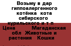 Возьму в дар гиппоалергенного котёнка, кота(сибирского, курильского и т.п.) › Цена ­ 500 - Магаданская обл. Животные и растения » Кошки   